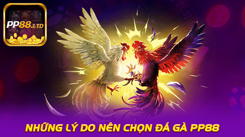 Những Lý Do Nên Chọn Đá Gà PP88