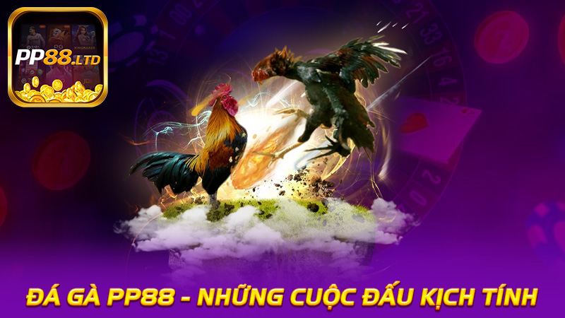 Đá Gà PP88 - Trải Nghiệm Cá Cược Đỉnh Cao Với Những Cuộc Đấu Kịch Tính